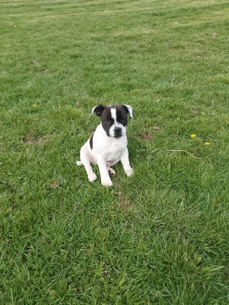 Of Lady's Staff - Chiot disponible  - Staffordshire Bull Terrier