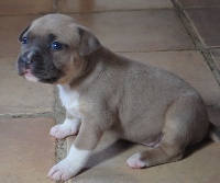 Of Lady's Staff - American Staffordshire Terrier - Portée née le 31/03/2014