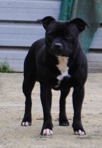 Iona (Sans Affixe)