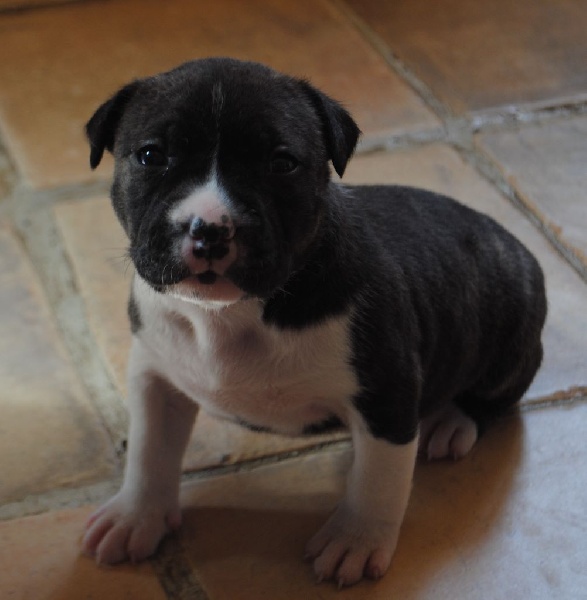 Of Lady's Staff - American Staffordshire Terrier - Portée née le 31/03/2014